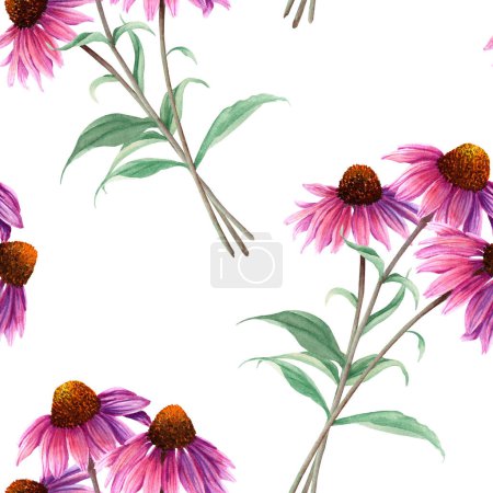 Watercolor seamless pattern with herb flower Coneflower, Echinacea. Hand drawn illustration isolated on white background. For textile, fabric, wrapping, wallpaper