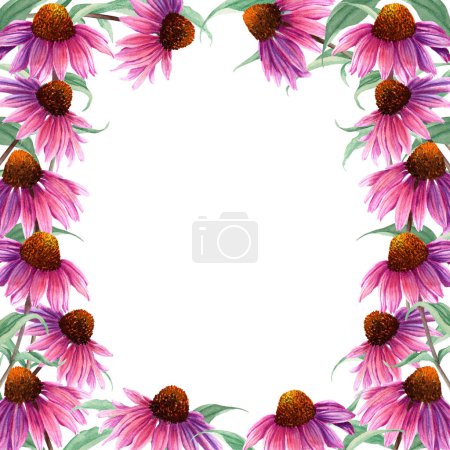 Aquarell quadratischer Rahmen mit Kräuterblume Sonnenhut, Echinacea. Handgezeichnete botanische Aquarell-Illustration isoliert auf weißem Hintergrund. Für Grußkarte, Einladung, Clip Art, Aufkleber