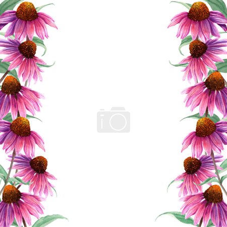 Watercolor frame with herb flower Coneflower, Echinacea. Hand drawn botanical watercolor illustration isolated on white background. For greeting card, invitation, clip art, sticker