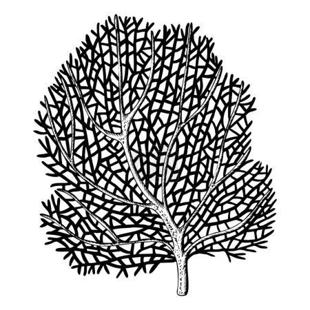 Sea fan, ocean coral reef organizm. Hand drawn vector illustration isolated on white background. Graphic black and white sketch style. For clip art, package