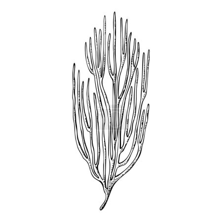 Sea fan coral reef underwater organizm. Hand drawn vector illustration isolated on white background. Graphic black and white sketch style. For clip art, decor, package, icon