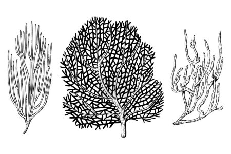 A set of sea fan, weed ocean coral reef organizms. Hand drawn vector illustration isolated on white background. Graphic black and white sketch style. For clip art, package