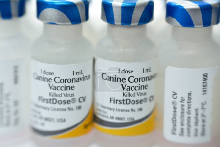 Photo for Cairo, Egypt, December 8 2022: Canine coronavirus vaccine, killed inactivated virus, first dose for dogs, Vanguard plus and also against distemper, adenovirus type 2, parainfluenza, parvovirus viruses - Royalty Free Image