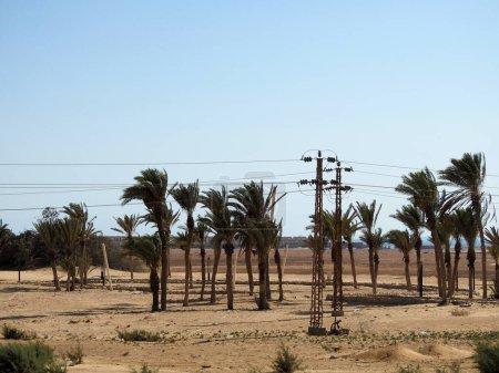 Foto de Profeta Moses Springs, Pozos de agua y palmeras en la península del Sinaí, Ras Sidr, Egipto, Las fuentes de Moisés son un grupo de aguas termales que forman un pequeño oasis fértil en medio del desierto del Sinaí - Imagen libre de derechos