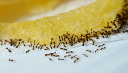 Large numbers  from ant colony picking up and transferring food of French fries from a white plate to their colony stores for survival, ants are eusocial, communal, and efficiently organized