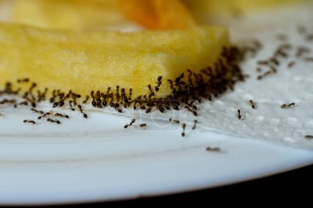Foto de Un gran número de hormigas recogiendo y transfiriendo comida de papas fritas de un plato blanco a sus tiendas de colonias para sobrevivir, las hormigas son eusociales, comunales y organizadas eficientemente. - Imagen libre de derechos