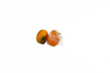 Kumquats, cumquats with mold, mould is one of the structures that certain fungi can form, formation of spores containing fungal secondary metabolites, decaying lemon, dry, discolored, disambiguation