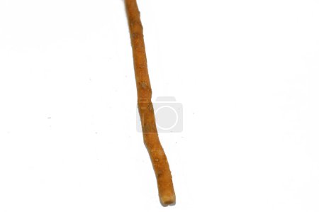 Tradicional palo Miswak, El miswak es una rama de limpieza de dientes hecha del árbol Salvadora persica, utilizado eficazmente como un cepillo de dientes natural para la limpieza de dientes, Es eficaz, barato, común