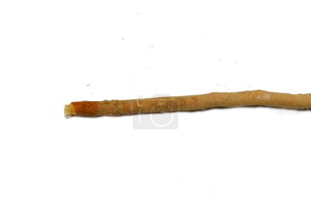 Bâton traditionnel Miswak, Le miswak est une brindille de nettoyage des dents faite à partir de l'arbre Salvadora persica, utilisé efficacement comme une brosse à dents naturelle pour le nettoyage des dents, Il est efficace, peu coûteux, commun