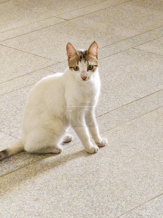 Egyptian domestic stray white cat, an Egyptian street small cat looking and curious lovely kitten, pet and animal concept , selective focus