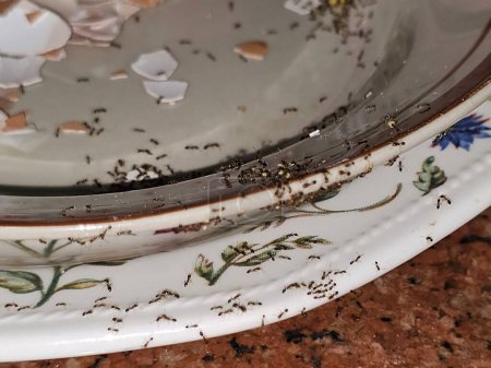 Large numbers  from ant colony picking up and transferring food of egg remnants from a plate to their colony stores for survival, ants are eusocial, communal, and efficiently organized