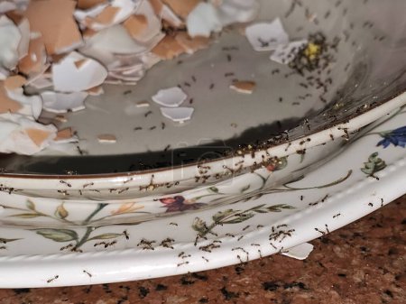 Large numbers  from ant colony picking up and transferring food of egg remnants from a plate to their colony stores for survival, ants are eusocial, communal, and efficiently organized