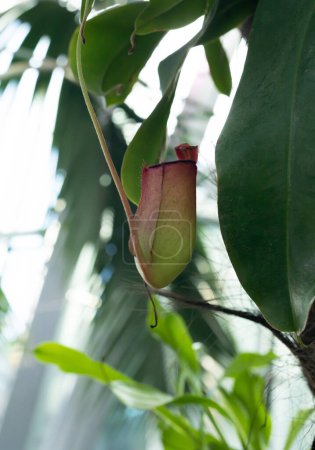 Photo for Red Nepenthes Pitcher with green leaves, carnivorous, tropical plant in the garden with monkey cups. Nature blurry background. Vertical plane. High quality photo - Royalty Free Image