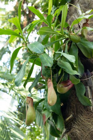 Photo for Nepenthes also called monkey cup, carnivorous, tropical pitcher plant in the garden. Nature blurry background. Vertical plane. - Royalty Free Image