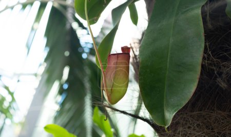 Photo for Red Nepenthes Pitcher with green leaves, carnivorous, tropical plant in the garden with monkey cups. Nature blurry background. Horizontal plane. High quality photo - Royalty Free Image