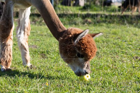 Foto de Primer plano de Brown Alpaca Animal Eating Apple, hierba verde en el prado. Kria mamífero camélido domesticado, Lama Pacos en la granja. Plano horizontal. Copiar espacio para texto. Foto de alta calidad - Imagen libre de derechos