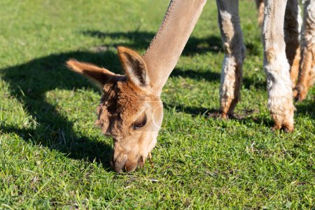 Foto de Primeros planos de Brown Baby Alpaca Animal comiendo hierba verde en el prado. Kria Domestis Camelid Mammal, Lama Pacos At Farm. Plano horizontal. Foto de alta calidad - Imagen libre de derechos