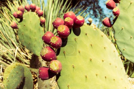 Opuntia, Closeup Many Edible Yummy Prickly Pear Cactus. Exotic Flavorful Fruit And Showy Flower. Bio Food, Organic. High quality photo