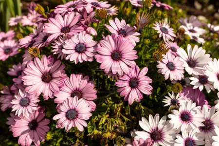Photo for Many Purple Pink And White Osteospermum Flower Outdoor, African Daisy Or Sunny Xena With Green Leaves. Blooming Evergreen Garden. Flora and Landscape Design. Botany Horizontal Plane High quality photo - Royalty Free Image