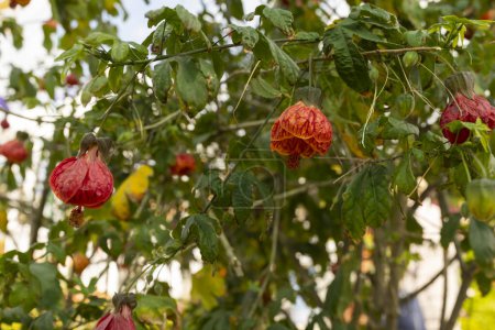 Callianthe Darwinii Or Abutilon Pictum, Painted Indian Mallow Flower. Close Up Evergreen Shrub Of Malvaceae Family. Horizontal Plane Tropical Plant. High quality photo