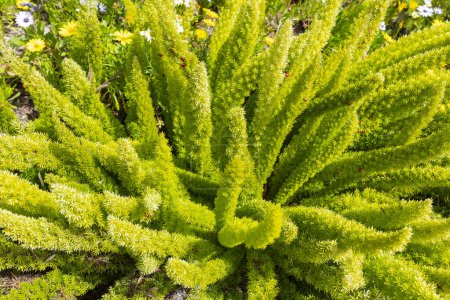 Green Foxtail Fern, Asparagus densiflorus Meyeri with Fruits, Seeds or Red Berries Outdoor. Indoor Plant or Annual Garden Plant. Gardening, Landscape Design. Horizontal Plane. Growers Nursery.
