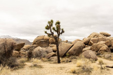 Parc national Joshua Tree. Parc National en Californie. Desert Ecosystems The Mojave And The Colorado, États-Unis. Formation de Rock. Gray Sky. Horizontal. Au printemps. Yucca Brevifolia.