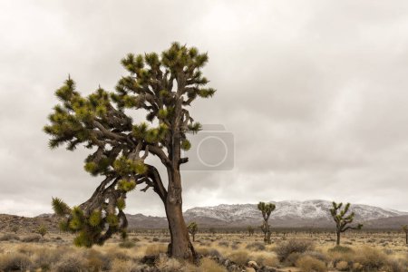 Yucca Brevifolia Pflanze im Joshua Tree Nationalpark in Kalifornien. Wüstenökosysteme Die Mojave und die Colorado Usa. Felsformation. Grauer Himmel. Frühlingsgewitter. Berge im horizontalen Hintergrund