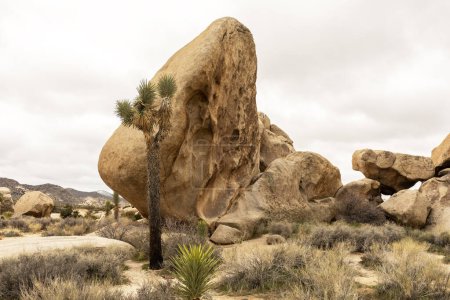 Big Rocks en el Parque Nacional Joshua Tree. Parque Nacional en California. Desert Ecosystems The Mojave And The Colorado, EE.UU. Formación Rock. Cielo Gris. Plano Horizontal. Primavera. Yucca Brevifolia