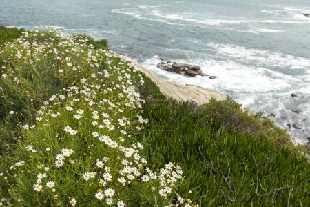 Coronado Beach. Meeres- oder Ozeanwellen entlang grünem Gras mit weißen blühenden Mayweed Flowers an der Pazifikküste in San Diego, USA, Kalifornien. Tapete, malerische Kulisse. Horizontale Ebene