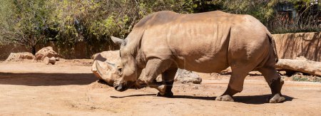 Banner White Rhinoceros Or Rhino Grazing The Field. Wildlife, Endangered Species, Extinct Animal In Cage, Fence. Horizontal Plane. Wildlife Reserve. High quality photo