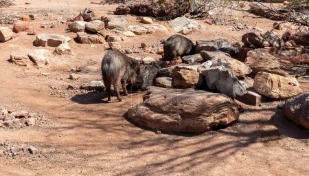 Eine Gruppe von Pekaris oder Javelinas Familie in der Wüste. Ein schweinartiges Ungulum der Familie Tayassuidae. Wildschweine, Huftiere in der Natur. Wildtiere. Horizontale Ebene. Hochwertiges Foto