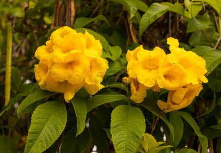 Yellow Bells Tecoma Stans Perennial Shrub, Trumpet Vine Family, Bignoniaceae, Blooming Broadleaf Evergreen Shrub Or Small Tree. Closeup, Horizontal. Botany, Floriculture. High quality photo