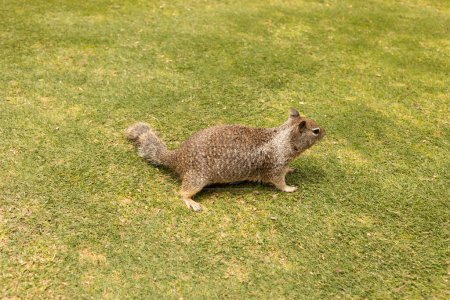 Entzückende Niedliche Eastern Grauhörnchen auf grünem Gras. Sciurus Carolinensis. Tag der Eichhörnchen-Wertschätzung. Horizontale Ebene. Wilde neugierige Nagetiere auf Nahrungssuche im Outdoor-Park. Kalifornien.