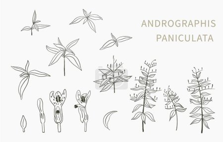 Illustration for Andrographis; paniculata line object for health on white background - Royalty Free Image