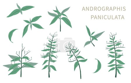 Téléchargez les illustrations : Andrographis ; objet paniculata pour la santé sur fond blanc - en licence libre de droit