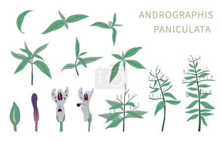 Ilustración de Andrographis; objeto paniculata para la salud sobre fondo blanco - Imagen libre de derechos