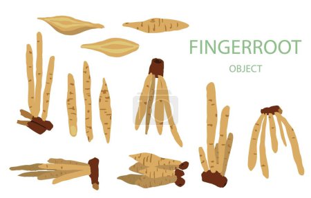 Illustration for Fingerroot object for health on white background - Royalty Free Image