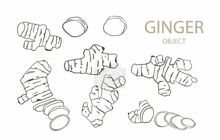 Illustration for Ginger line object for health on white background - Royalty Free Image