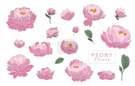 Téléchargez les illustrations : Collection de fleurs avec l'élément pivoine rose.Illustration vectorielle pour icône, autocollant, imprimable - en licence libre de droit