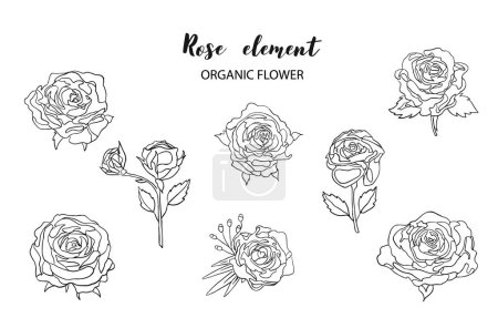 Illustration for Outline rose object element set with leaf.illustration vector for postcard,sticker - Royalty Free Image