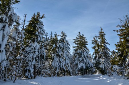 Photo for Winter forest in a sunny day - Royalty Free Image