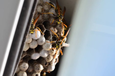 Photo for French wasp, Polistes dominula, wasp's nest in the window - Royalty Free Image