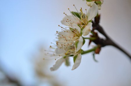 fleurs printanières sur un arbre