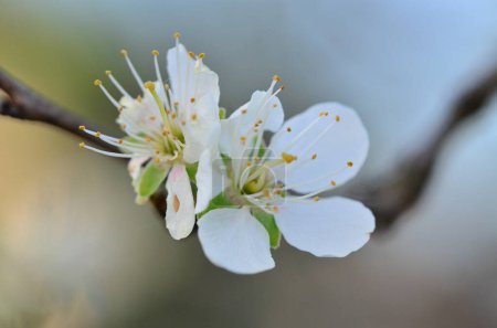 close up of beautiful blooming flowers, tree