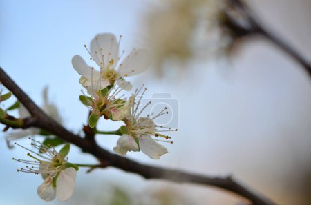 Frühlingsblumen am Baum
