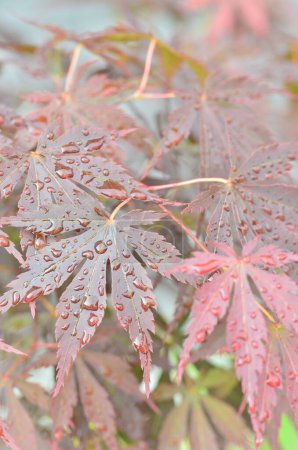 Red leaves of Japanese maple (Acer japonicum) on a blurry background in the park with drops of morning dew