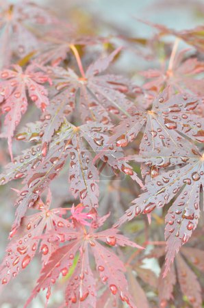 Rote Blätter des Japanischen Ahorns (Acer japonicum) auf verschwommenem Hintergrund im Park mit Morgentau-Tropfen