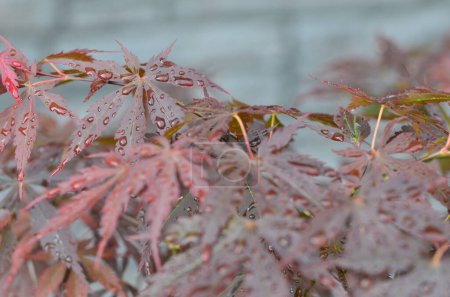 Rote Blätter des Japanischen Ahorns (Acer japonicum) auf verschwommenem Hintergrund im Park mit Morgentau-Tropfen
