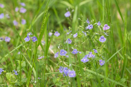 Photo for Medicinal herb Veronika Dubravnaya, Veronika chamaedrys blooms with small blue flowers in green field grass in spring. Selective focus. Summer-spring fresh meadow grass with many blue florets. - Royalty Free Image