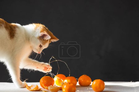 White and ginger cat playing with string of lights and tangerine fruits on the black background. The concept of New Year and Christmas holidays. Playful cat hunts and catch a lights of garland.